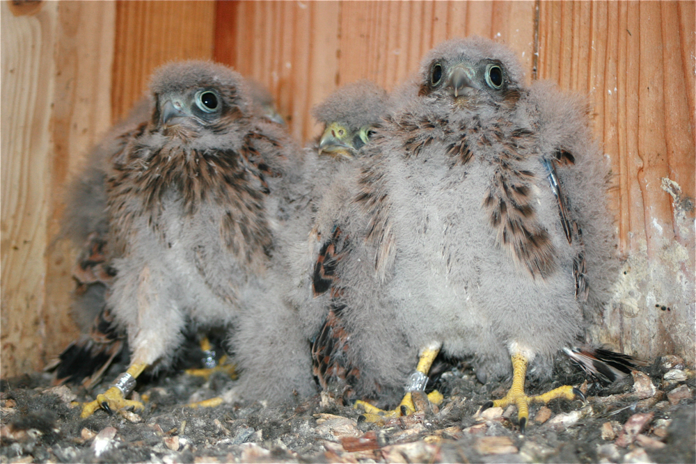 JungeTurmfalken