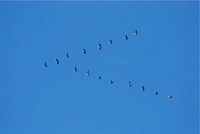 TVT2010 103