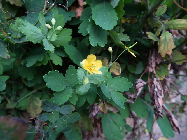 DSCF5265