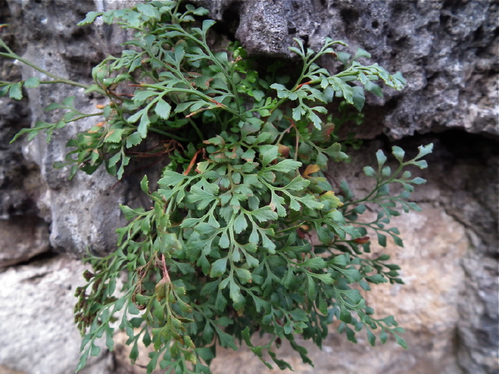 DSCF5267