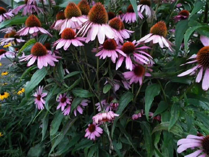 DSCF5294