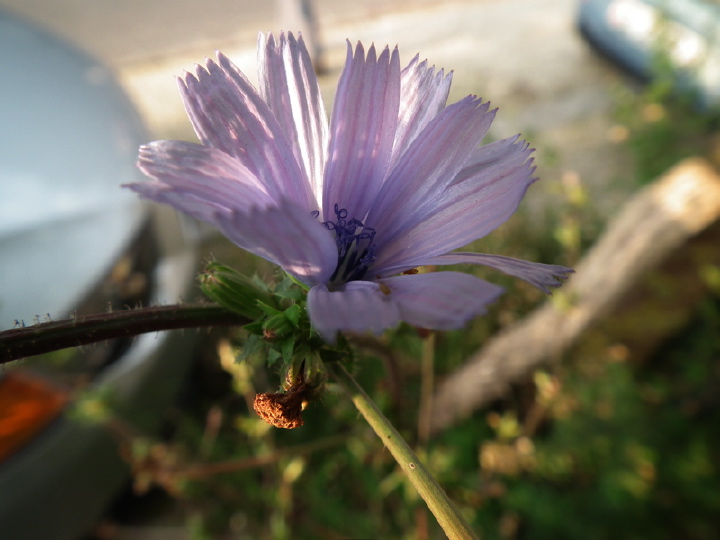 DSCF5243