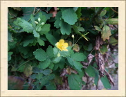 DSCF5265