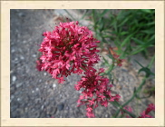DSCF5266