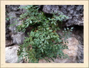 DSCF5267