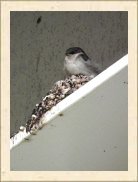 DSCF5240