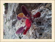 DSCF5270