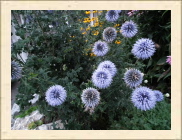 DSCF5293