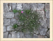 DSCF5295