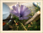 DSCF5243