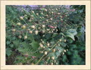 DSCF5249