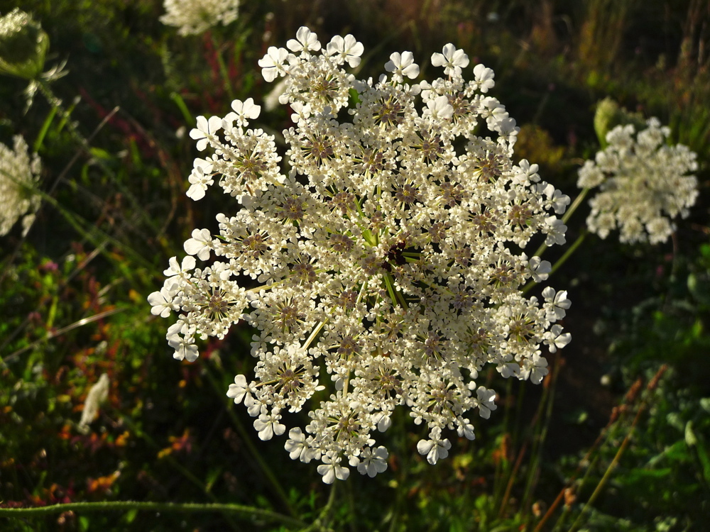 P1080531