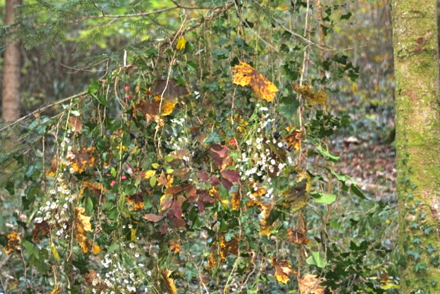 IMG_0383 (640x427)