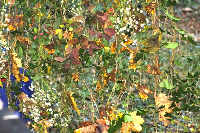 IMG_0384 (640x427)