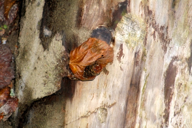 IMG_0385 (640x427)