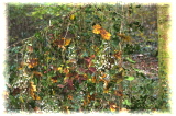 IMG_0383 (640x427)