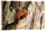 IMG_0385 (640x427)