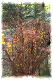 IMG_0380 (427x640)