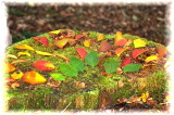 IMG_0382 (640x427)